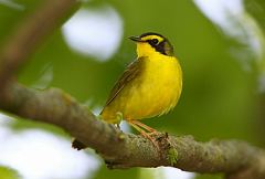 Kentucky Warbler