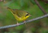 Kentucky Warbler