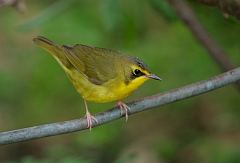 Kentucky Warbler