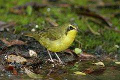 Kentucky Warbler