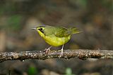 Kentucky Warbler