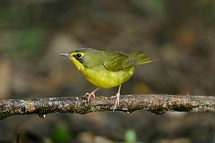 Kentucky Warbler