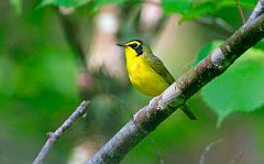 Kentucky Warbler