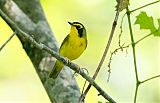 Kentucky Warbler