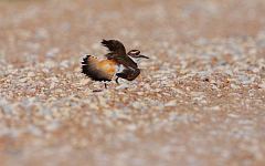 Killdeer