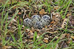 Killdeer