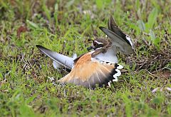 Killdeer