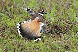 Killdeer