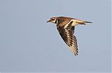 Killdeer