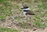 Killdeer