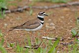 Killdeer