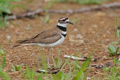 Killdeer