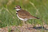 Killdeer