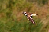 Killdeer