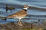 Killdeer