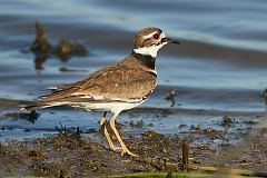 Killdeer