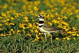 Killdeer