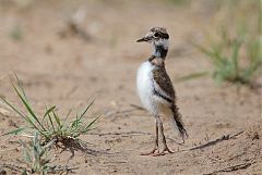 Killdeer