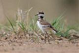 Killdeer