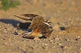 Killdeer