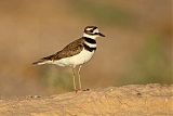 Killdeer