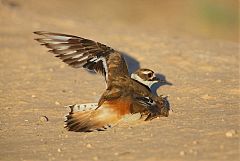 Killdeer