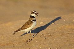 Killdeer