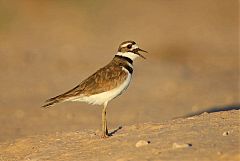 Killdeer