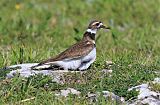 Killdeer