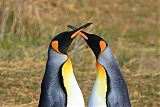 King Penguin