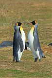 King Penguin