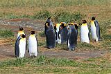 King Penguinborder=