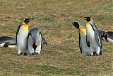 King Penguin