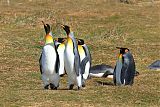 King Penguin