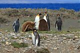 King Penguin