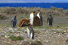 King Penguin