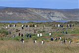 King Penguin