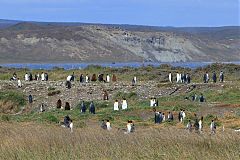 King Penguin