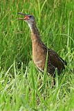 King Rail