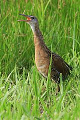 King Rail