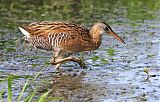 King Rail