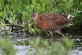 King Rail