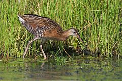 King Rail