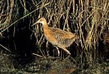 King Rail