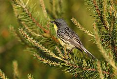 Kirtland's Warbler