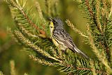 Kirtland's Warbler