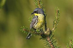 Kirtland's Warbler