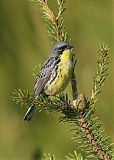 Kirtland's Warbler