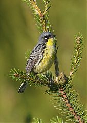 Kirtland's Warbler