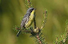 Kirtland's Warbler